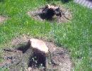 Stump Removal | Colorado | John Egart's Tree Service